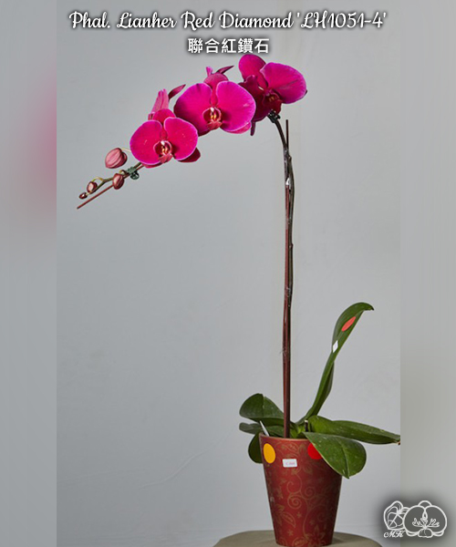 美琪園藝Miki Orchid - 品種詳細頁